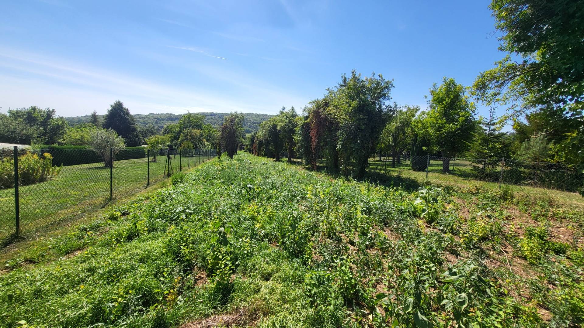 Großzügiges Baugrundstück in Edelstal